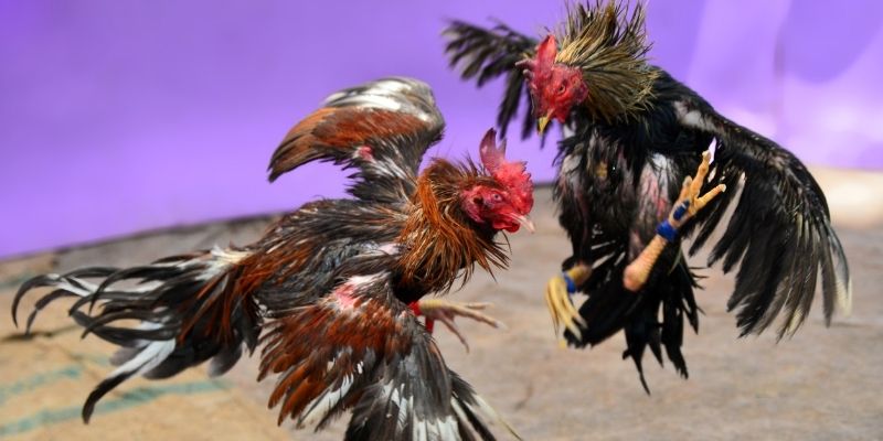 game f88 nổ hũ tiếng anh là gì