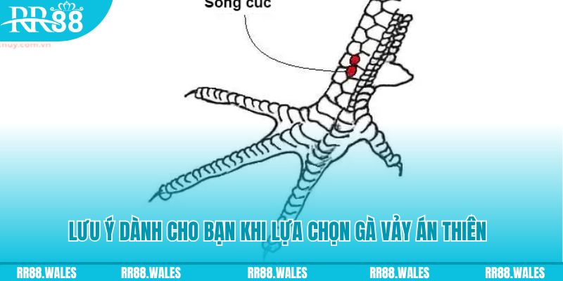 game f88 how to play roulette at casino