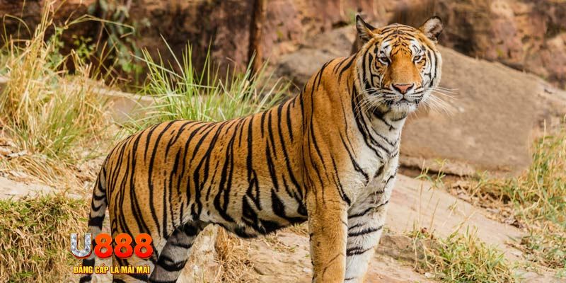 game f88 ban ca vip online