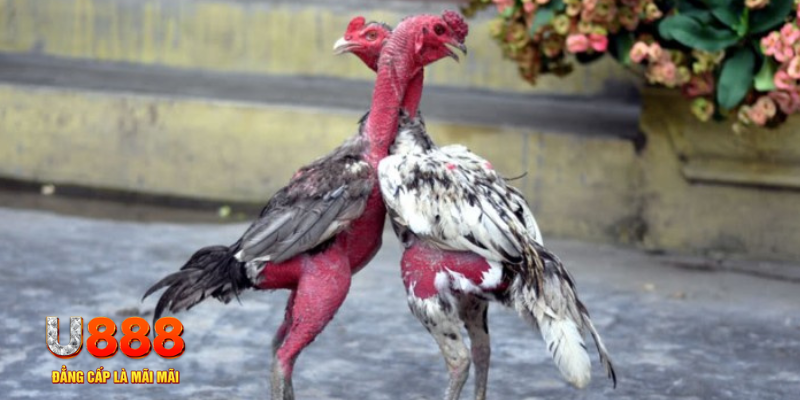 game f88 bàn cầu điểm số tay trước trong baccarat là gì